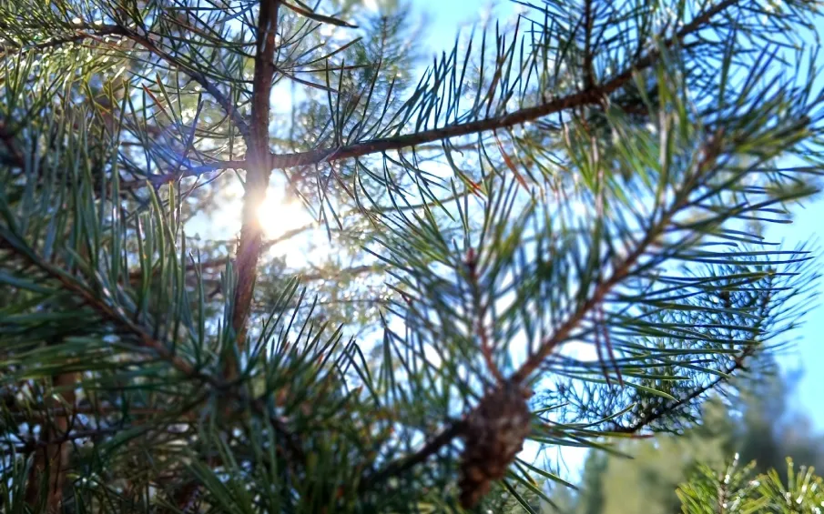 Ожидается  аномально жаркая погода!