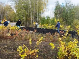 В Кулебаках высадили саженцы пузыреплодника и шиповника майского