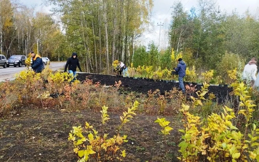 В Кулебаках высадили саженцы пузыреплодника и шиповника майского