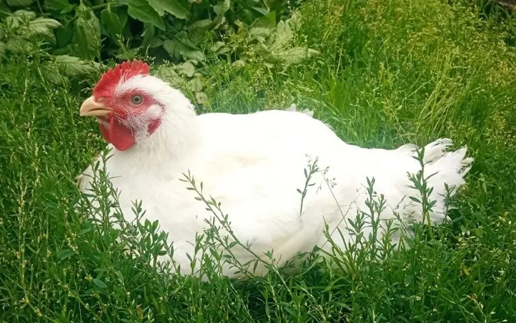 О сохранении в 2024 году высокого уровня угрозы заноса и широкого распространения гриппа птиц