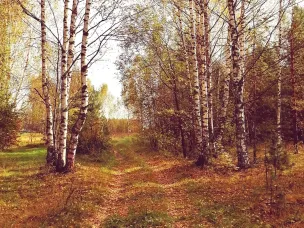 Сохраняется  высокая (4 класс) пожароопасность лесов и торфяников