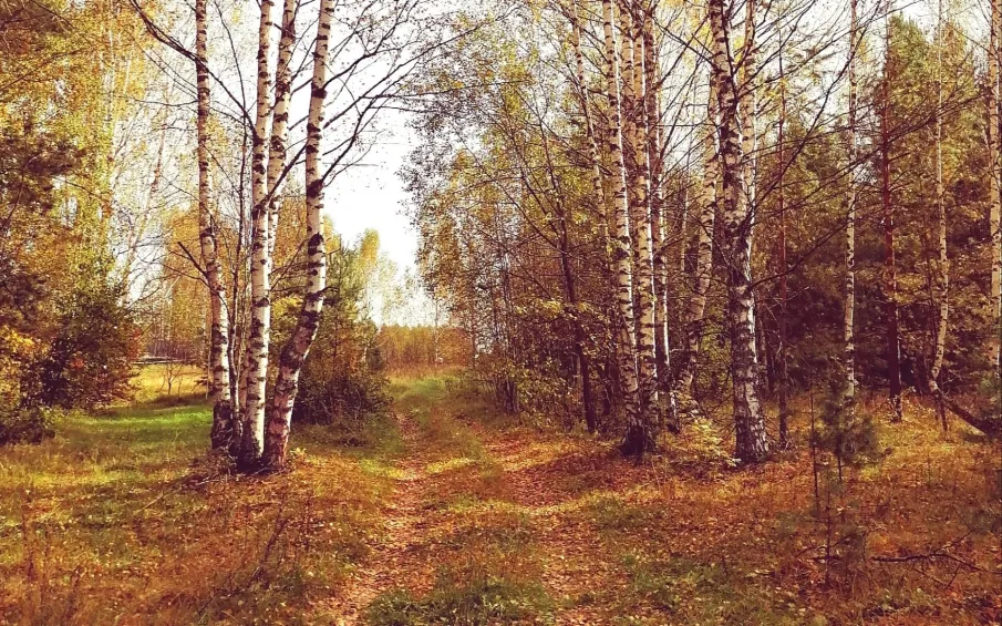 Сохраняется  высокая (4 класс) пожароопасность лесов и торфяников