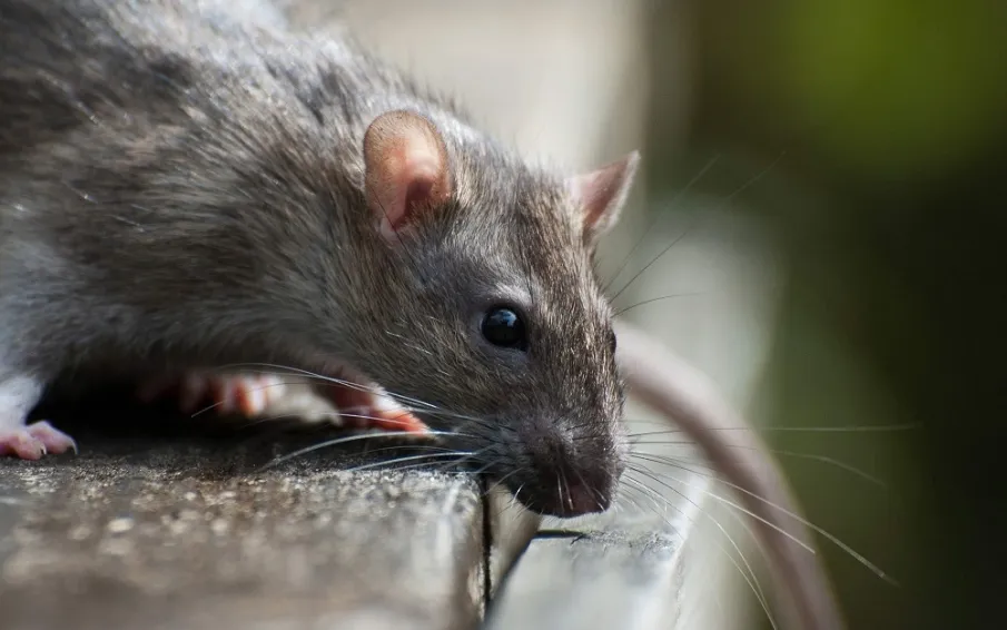 Рекомендации по профилактике инфекций, передающихся грызунами