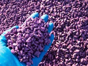 ГМО: опасно ли это?