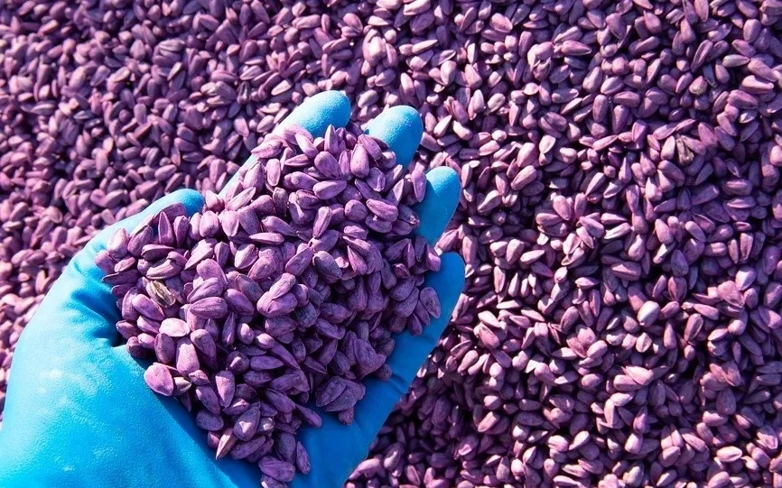 ГМО: опасно ли это?