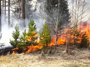 В связи со сходом снежного покрова и увеличения рисков возникновения лесных и природных пожаров Кулебакское районное лесничество информирует