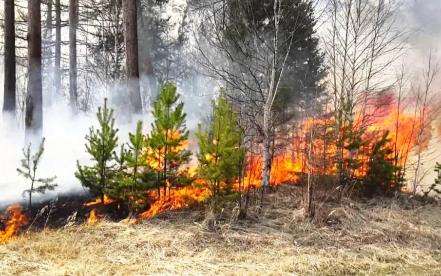 В связи со сходом снежного покрова и увеличения рисков возникновения лесных и природных пожаров Кулебакское районное лесничество информирует