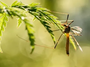 Рекомендации по профилактике инфекций, передающихся комарами