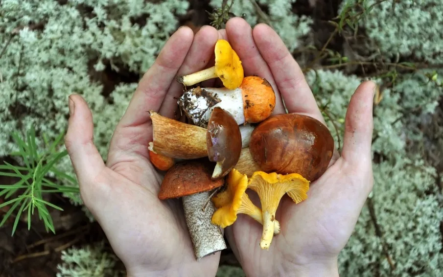 Рекомендации Роспотребнадзора о мерах профилактики отравлений грибами