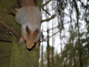 В Нижегородской области открылся сезон охоты на пушных животных