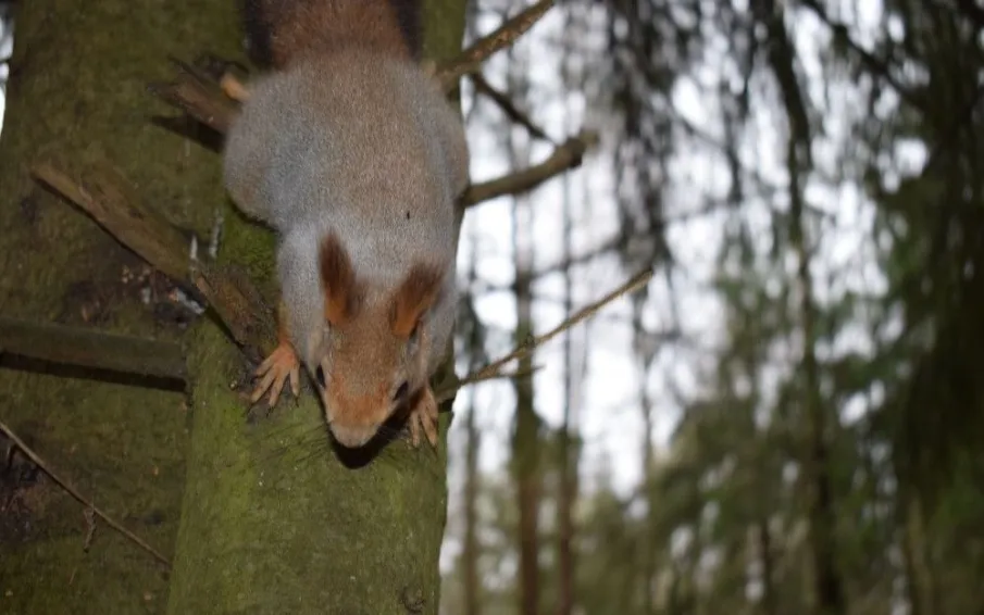 В Нижегородской области открылся сезон охоты на пушных животных