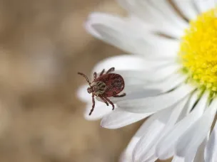 Рекомендации по профилактике клещевых инфекций  