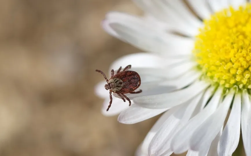 Рекомендации по профилактике клещевых инфекций  