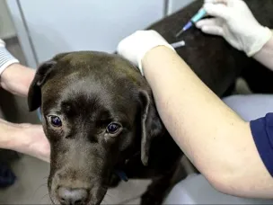 Нижегородцы теперь смогут записать своих домашних животных в госветклинику онлайн