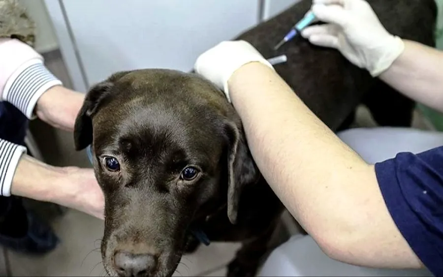 Нижегородцы теперь смогут записать своих домашних животных в госветклинику онлайн