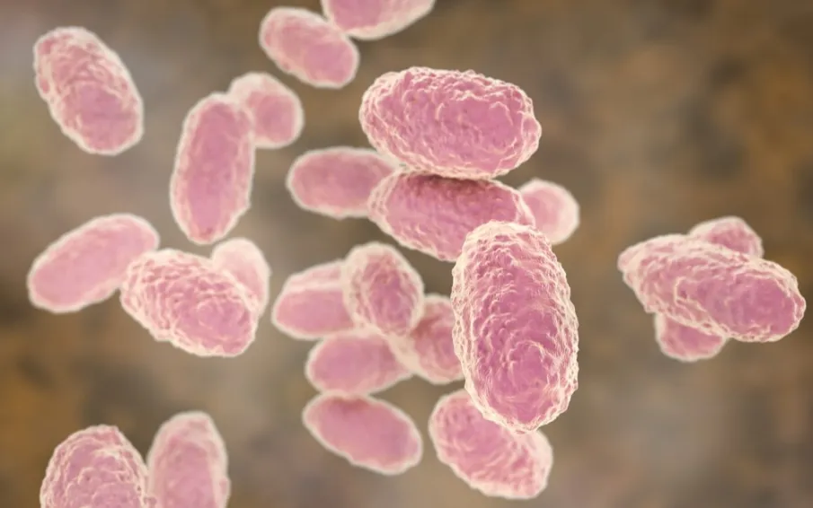 О профилактике коклюша