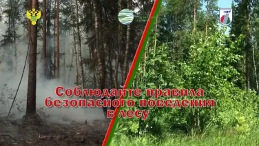 Соблюдайте правила безопасного поведения в лесу