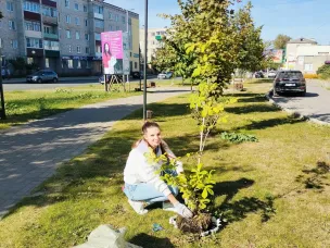 У фонтана на ул. Воровского высажены каштаны