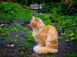 Сильные дожди ожидаются в регионе!