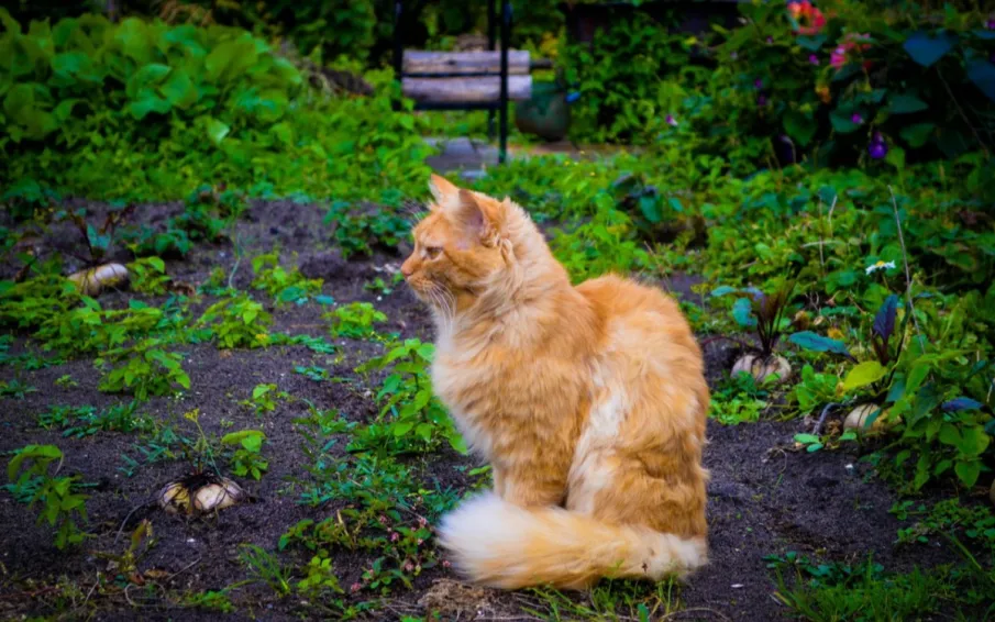 Сильные дожди ожидаются в регионе!