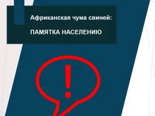 Африканская чума свиней: памятка населению