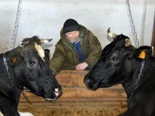 Как проходит зимовка крупного рогатого скота