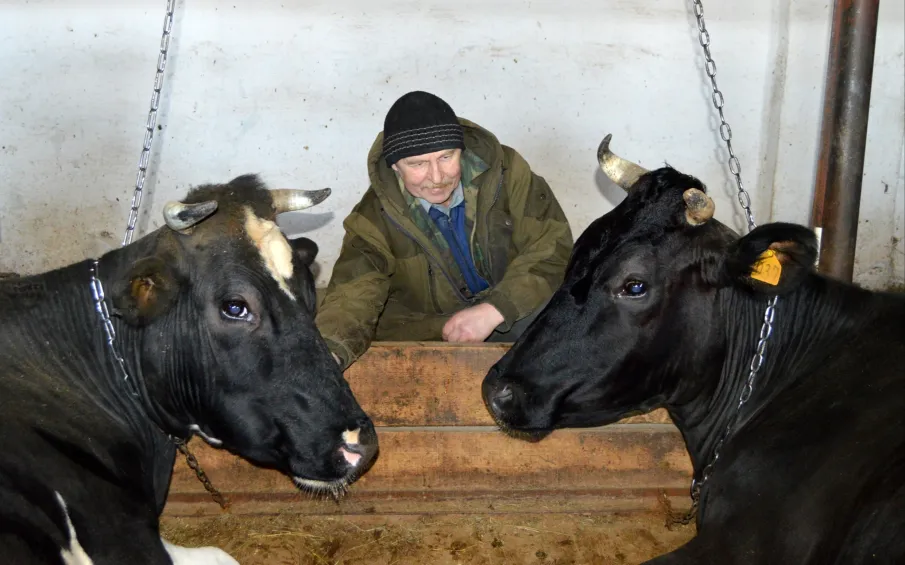 Как проходит зимовка крупного рогатого скота