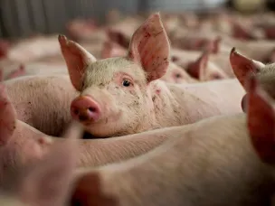 Памятка африканская чума свиней