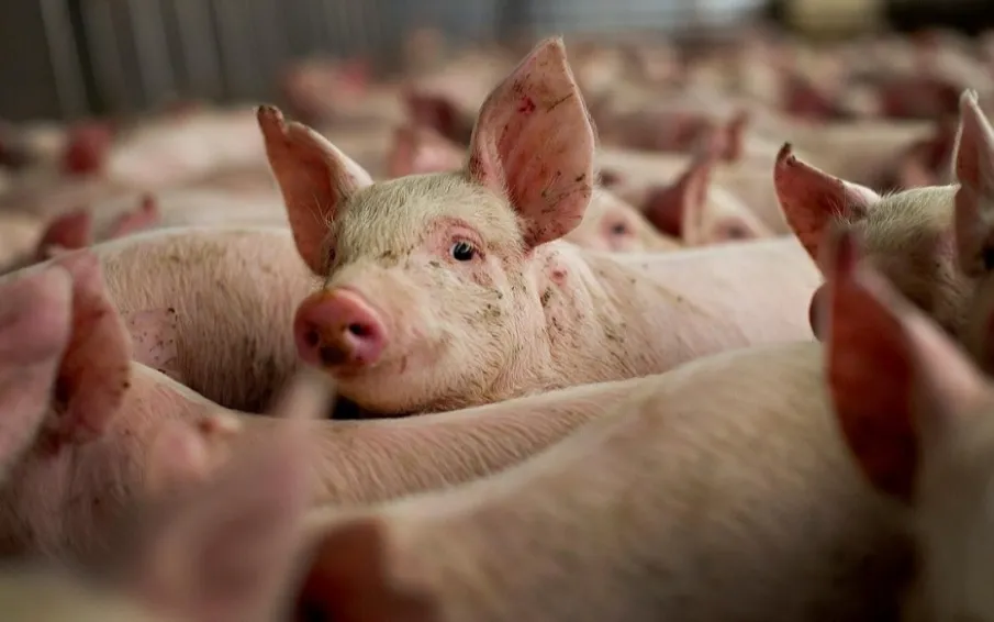 Памятка африканская чума свиней