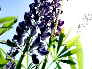 Высокая пожароопасность сохраняется