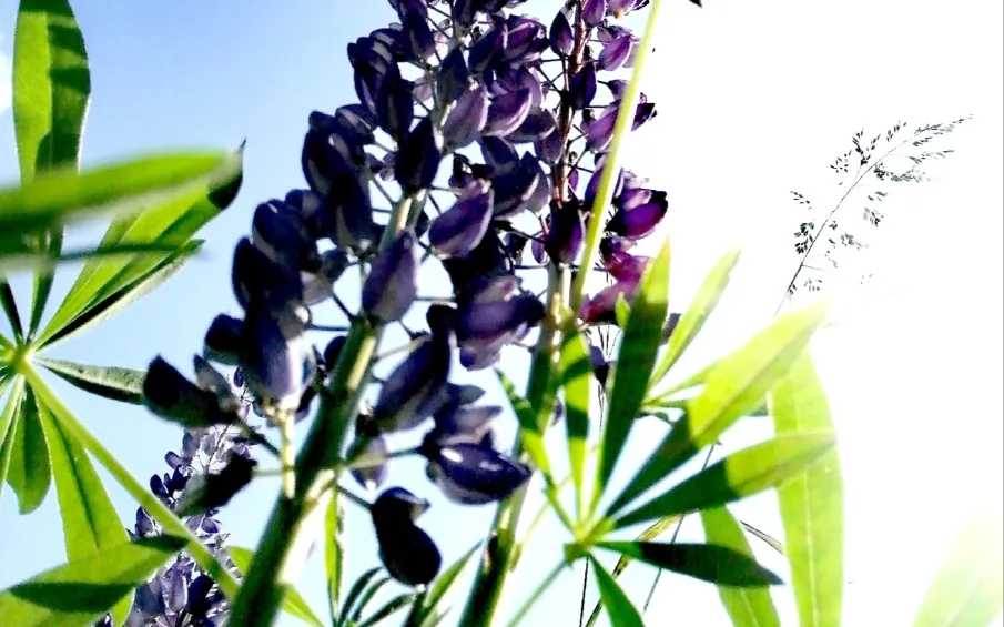 Высокая пожароопасность сохраняется