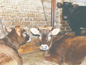 На пороге весны. О том, как готовятся к первой страде аграрии нашего округа, мы попросили рассказать и. о. начальника отдела сельского хозяйства администрации г. о. г. Кулебаки М. В. Кочетову