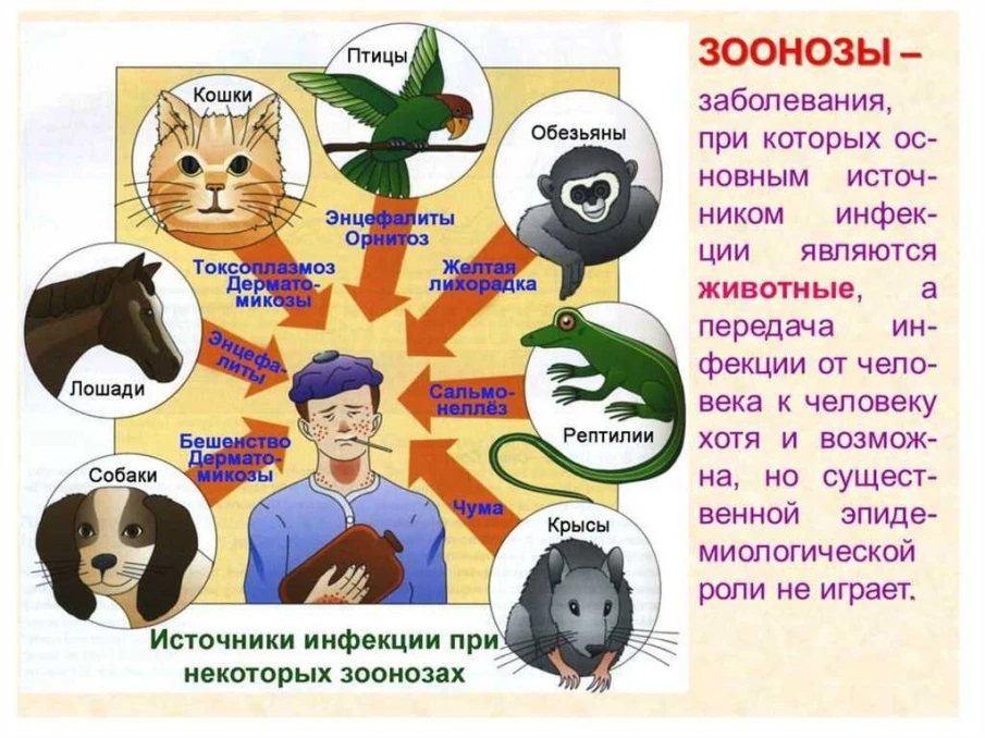 Источники зоонозных инфекций