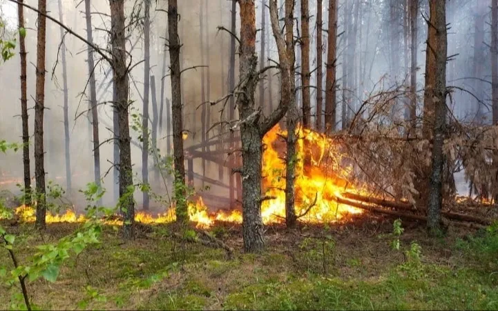 Внимание! Высокая пожароопасность лесов и торфяников!