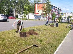 На улице 60 лет ВЛКСМ высадили каштаны