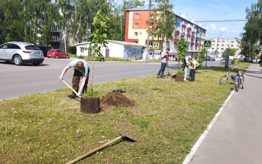 На улице 60 лет ВЛКСМ высадили каштаны