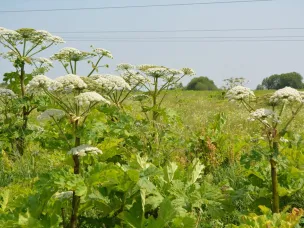 Кулебачане, встанем на борьбу с борщевиком и очистим город!