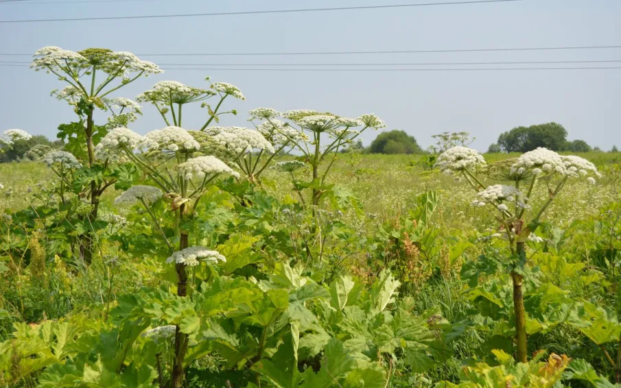 Кулебачане, встанем на борьбу с борщевиком и очистим город!