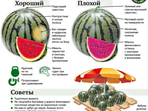 Как выбрать спелый и сладкий арбуз?