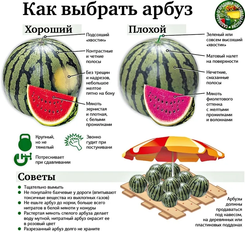 Как выбрать спелый и сладкий арбуз?