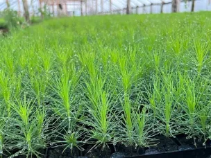 Нижегородская область помогает восстанавливать леса Донбасса