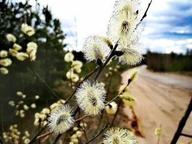 Весна. Фото подписчиков госпаблика Городской округ город Кулебаки