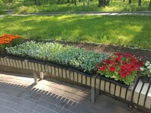 В городском парке высажены цветы