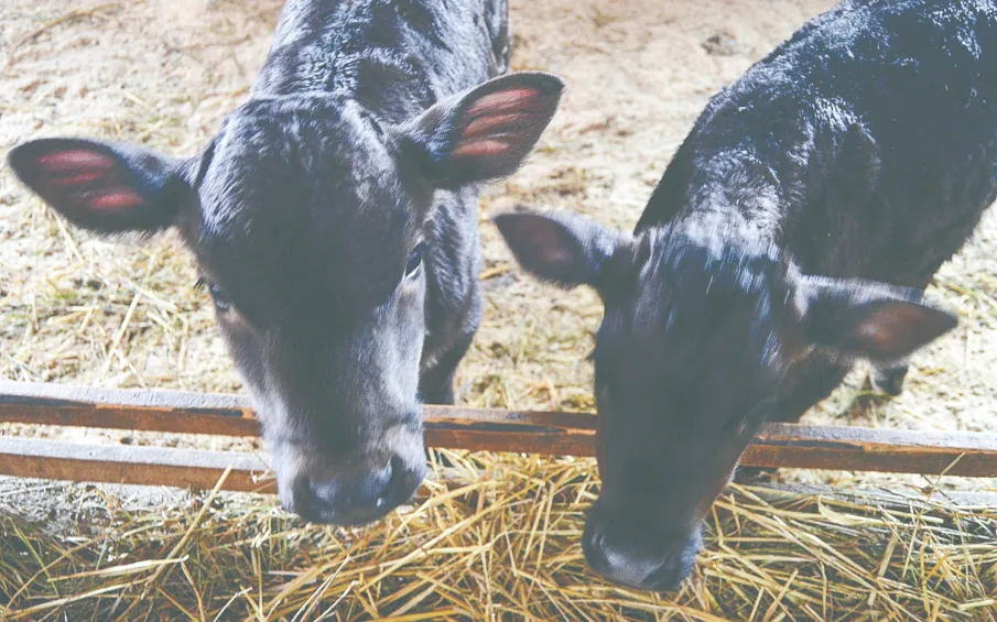 СЕЛЬСКОЕ ХОЗЯЙСТВО: ПЛЮСЫ И МИНУСЫ