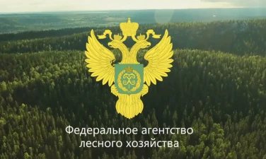 Берегите лес от пожаров!