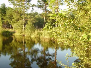 Проводится экологическая акция "Чистый лес"!