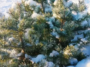 Экологическая акция: сдай елку на переработку