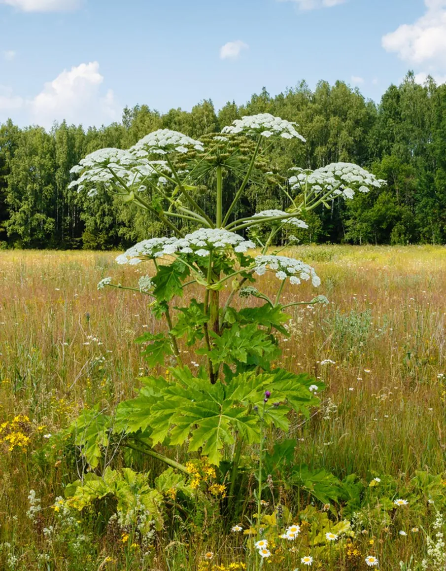 Кулебачане, встанем на борьбу с борщевиком и очистим город!