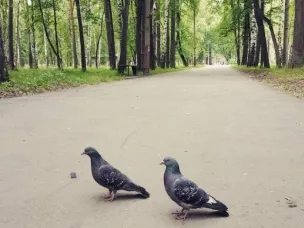 Высокая пожароопасность лесов и торфяников